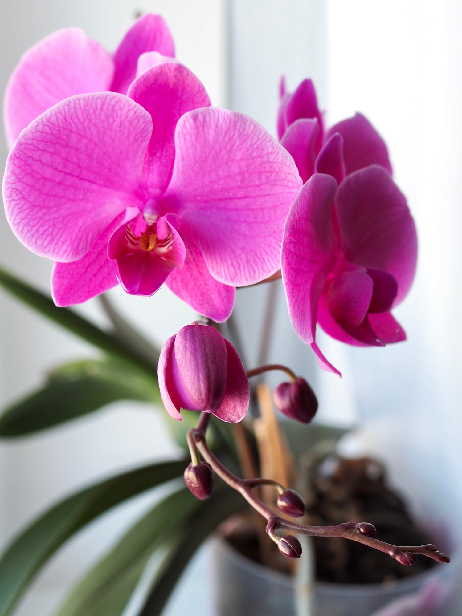 The Best PetFriendly Indoor Plants Love The Garden